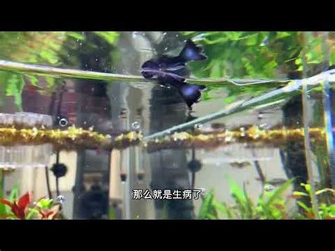 魚死掉怎麼處理|【魚死了怎麼處理】養魚人的心碎時刻！小魚仙逝後的善後指南